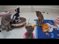 Funniest Animals 2024 😂 Best Funny Cats and Dogs 😺🦮 Part 03 | Cute Baby Animals