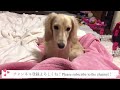 子犬が我が家にやって来て188日目(生後7ヶ月)先住犬と遊びたい子犬【ミニチュアダックスフンド多頭飼い】