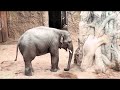 The Amazing Moment elephant Sprays Water , Elefant Video