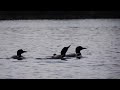 Loons on Canisbay Lake, Algonquin