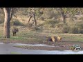Six Male Lions Attack Buffalo Just Because They Can