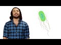 Unicellular Life Part 1: Bacteria
