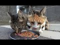 What happens when you feed hungry cats on a hot day?Impressed cat video.