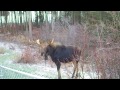 Moose whispering