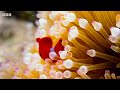 Exploring The Underwater World | 4K UHD | Blue Planet II | BBC Earth