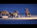 video lions vs hyenas