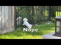 My Dog Lucy Forbidden Love | xoxo Lucy the Maltese