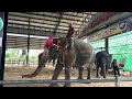 ช้างเล่น ฮูลาฮุก📍📍Elephants playing Hula hoops 🐘🐘❤️❤️#elephant #thailand