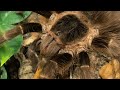 Nhandu Carapoensis / Brazilian red move #tarantula #tarantulas #spiders