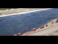 Heard of Buffalo crossing the Yellowstone River, Yellowstone National Park