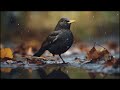 صوت الشحرور للصيد (٤ أصوات) - دمج رائع Common Blackbird Hunting sound #birds #hunting