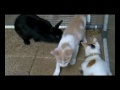 Rabbits vs Cats - Kelinci vs Kucing @ Rumah Rabbitz