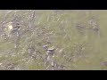 Fishes at Kodamdesar Pond BhairuJi #trendingvideo #viralvideos #youtubeshorts #shorts #bikaner #fish