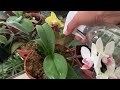 With just 1 teaspoon, your orchid will grow healthy and bloom all year round | Happiness Garden