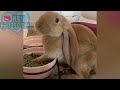 I GOT A BUNNY | MEET KENZO #cute #bunny #rabbit #velveteenlop #englishlop