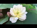 How to grow mini lotus from seeds bloom after 55 days full of information