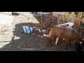 Bakray k liye do new bakria / bought new goats |  #pet #talatjabeenhafeez21oct