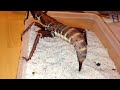GIANT STICK INSECT Laying Eggs! - (Eurycantha calcarata)