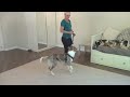 The ABSOLUTE BEST compilation of LOOSE LEASH WALKING TUTORIALS