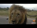 When 3 Huge Lions Surround Tiny Car