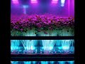 Futuristic Microgreens Farming for Relaxation and Stress Relief - AI Generated