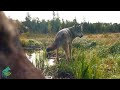 Trail camera highlights from the Voyageurs Wolf Project