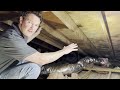 How to Remediate Attic Mold so That it Can't Grow Back!