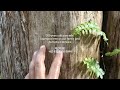 March 31st 2024 | 300 years old pure wild Agarwood tree on our family land Sumatra Indonesia