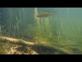 Explore The Underwater World Of The Chain Pickerel