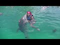 Blue Lagoon Dolphin Swim 9/1/2021