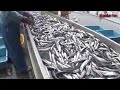 Unbelievable Big Net Catch Anchovies Caught Hundred Tons On the Boat