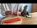 Otters Super Excited for Huge Salmon