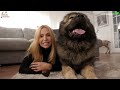 WOLF KILLER? THE CAUCASIAN SHEPHERD OVCHARKA DOG