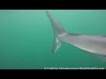 Orcas hunt Great White Sharks in Gansbaai South Africa