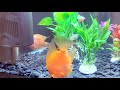 Blood Parrot Fish Care Guide in Bengali || Taking Care of Parrot Fish || Expert Aquarist