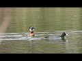 Perkozy rdzawoszyje - głos i zachowania godowe / Red-necked grebes - voice and mating behaviour