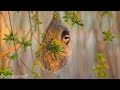 Birds Chirping Melody - Soothing Piano Music & Beautiful Bird Sences to Relief Stress & Relax #8