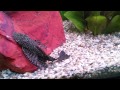 Bristlenose pleco eating cucumber ,German rams