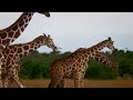 The DRAMATIC Lives of Wild Animal Families | Curious?: Natural World