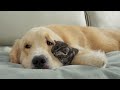 Adorable Kitten's First Attempt At Befriending Golden Retriever