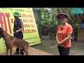 P2: Dàn Đực Giống của Trại Chó Nghiệp Vụ Malinois Long Biên / NhamTuatTV - Dog in Vietnam