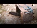 Watch This Fuzzy Baby Otter Swim for the First Time | The Dodo Little But Fierce