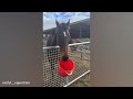 The Funniest Horse Moments You Won't Believe!