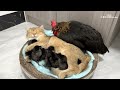 The hen was surprised!Kittens know how to take care of chicks better than hens.Cute andinteresting😊