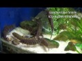 Loaches Love to Snack on Snails
