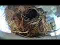 Wrens are still building a nest in the gas tank hood.
