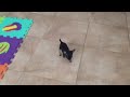 Chihuahua negra mili mini toy