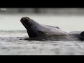 Smart Dolphins Beach their Prey | The Hunt | BBC Earth