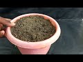 How to grow roses from petals in banana with building sand for beginners