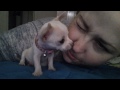 Chihuahua puppy loves eyelashes
